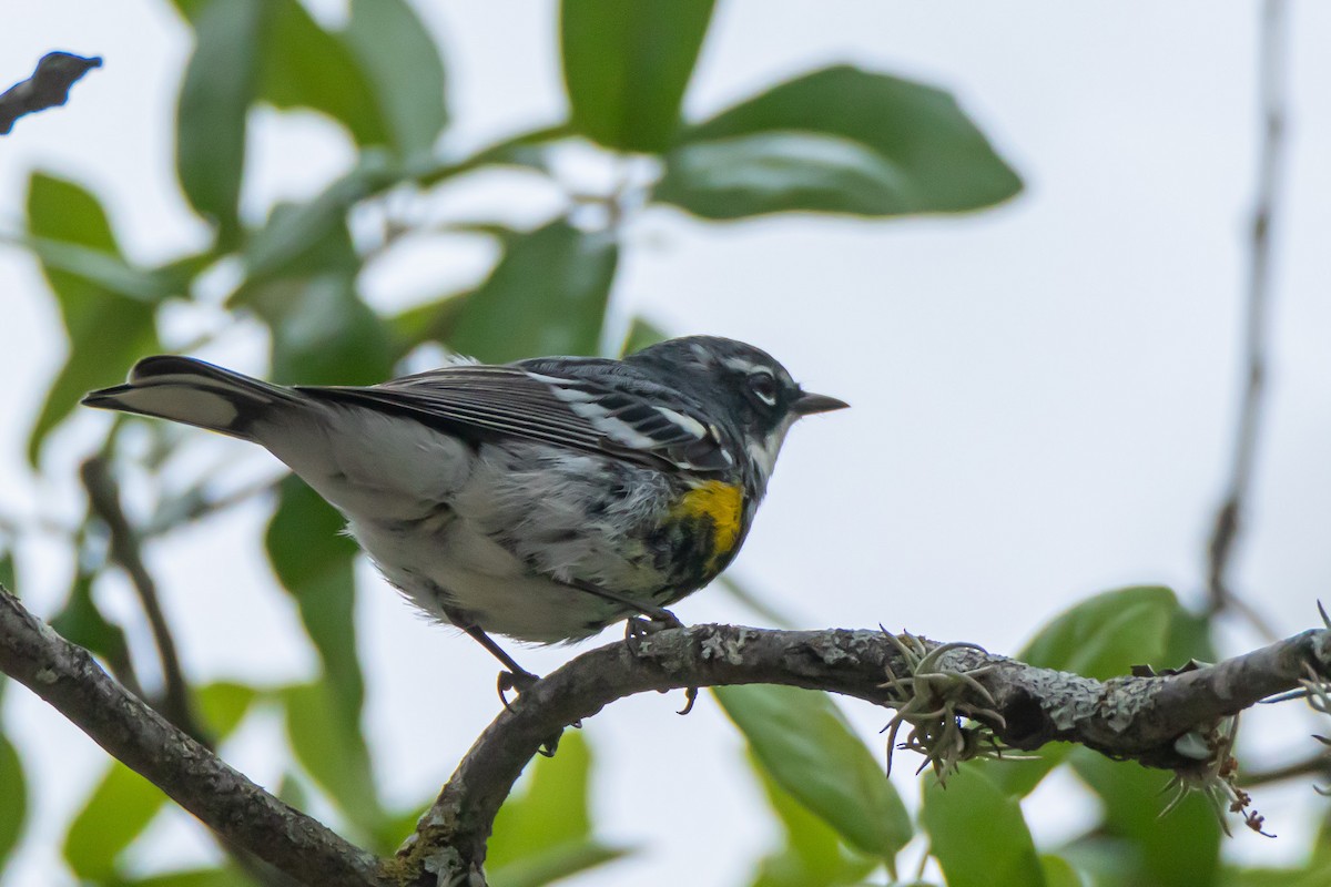 Yellow-rumped Warbler - ML557859471