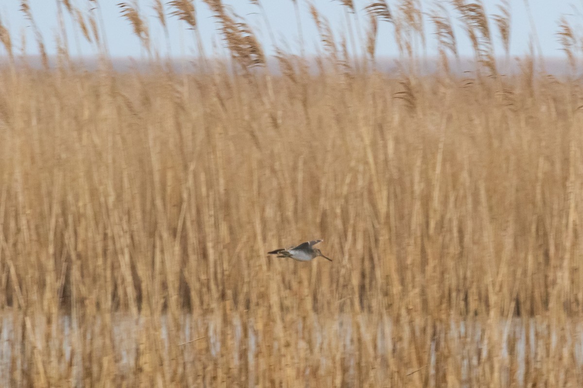 Wilson's Snipe - ML557860801