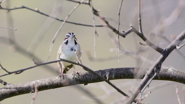 Lark Sparrow - ML557860891