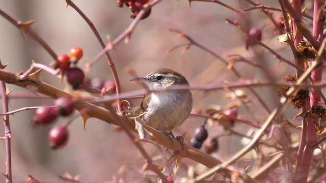 Bewick's Wren - ML557862161