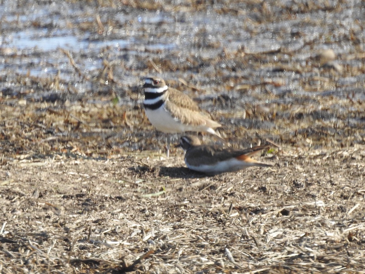 Killdeer - ML557862971