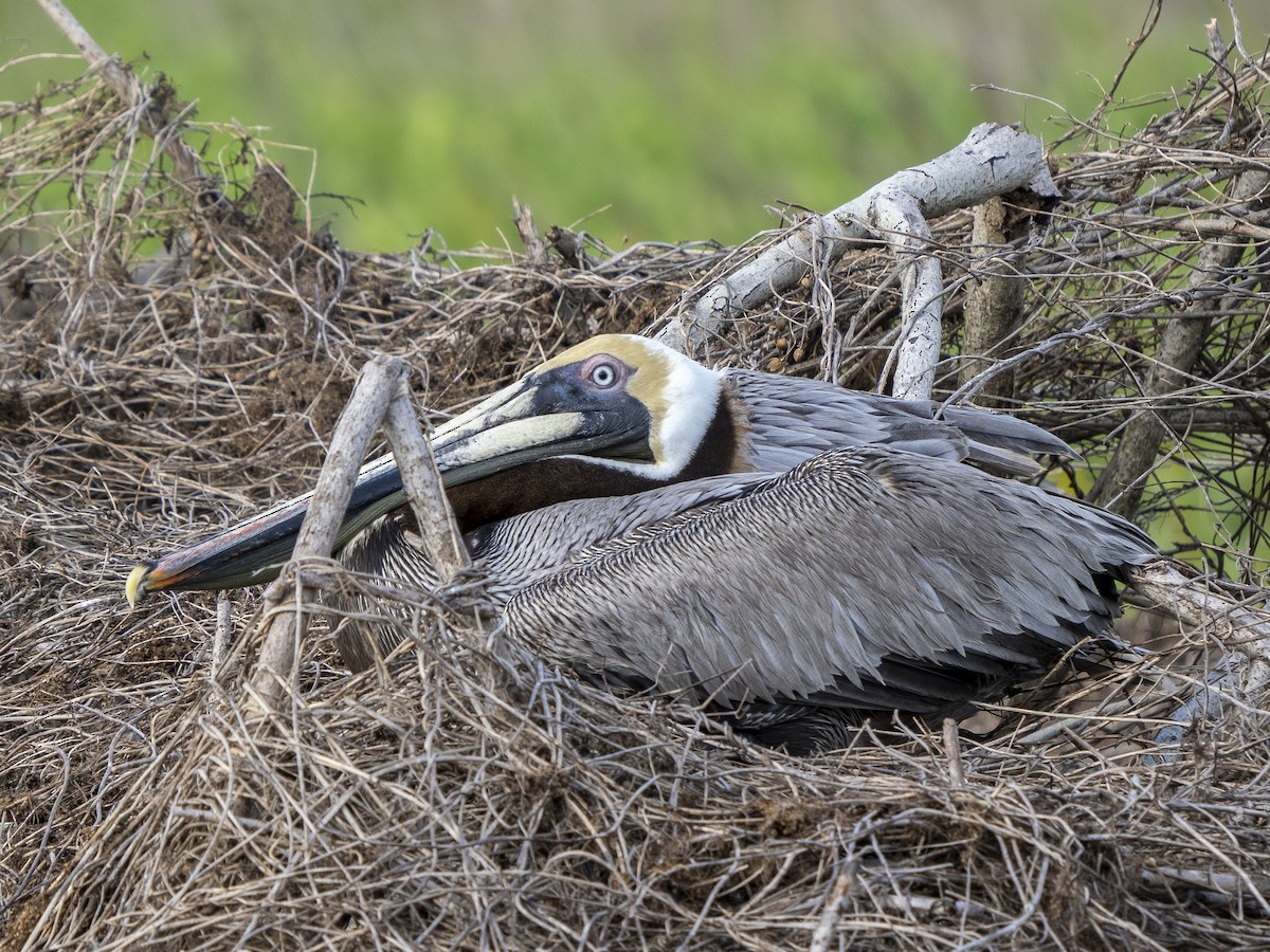 Brown Pelican - ML557866751