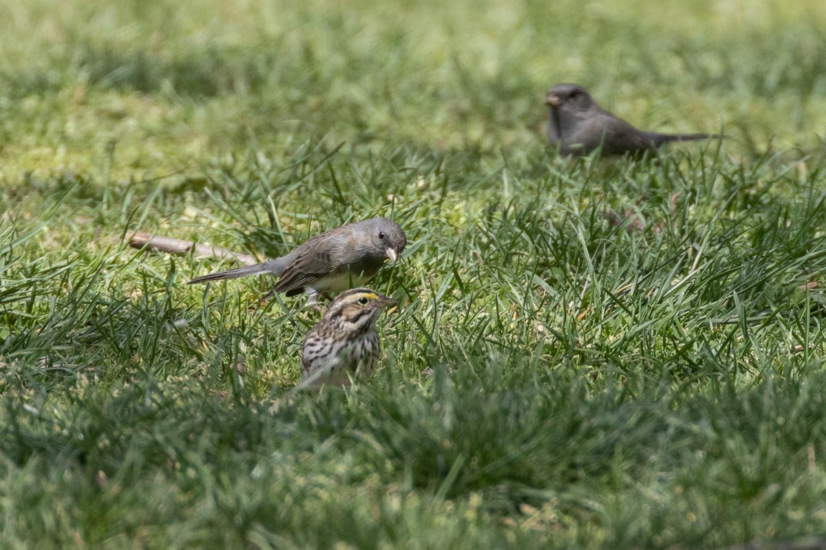 Savannah Sparrow - ML557866911