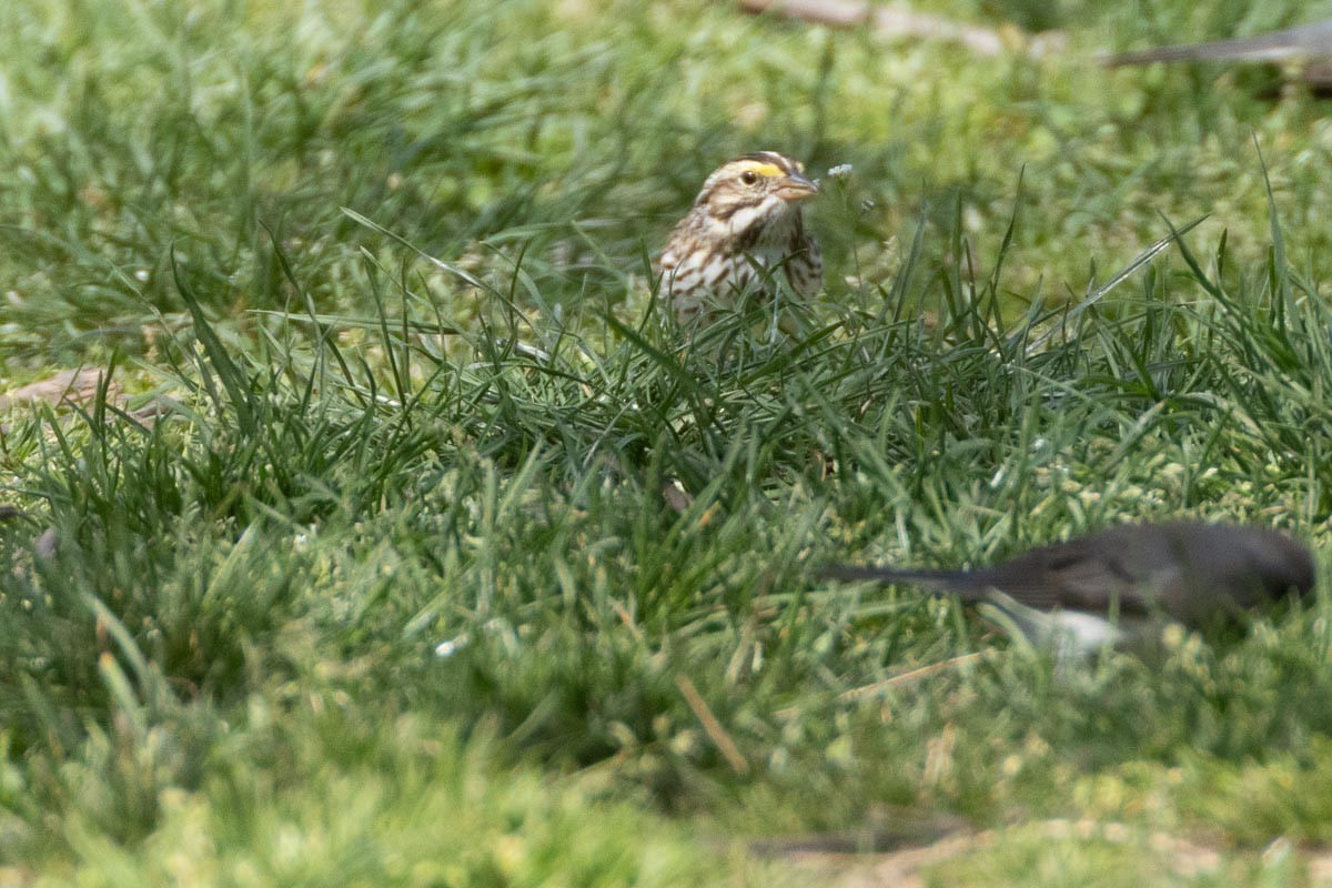 Savannah Sparrow - ML557866921