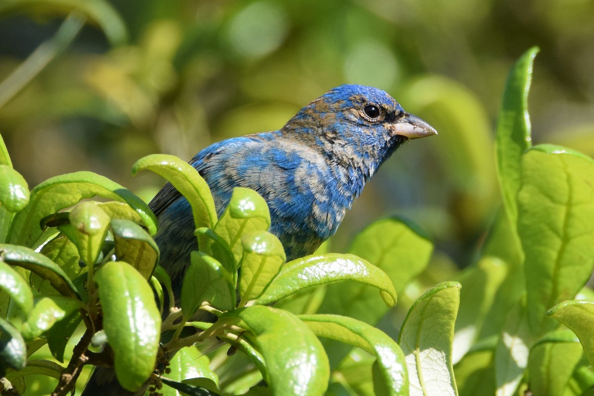 Indigo Bunting - Perry Doggrell