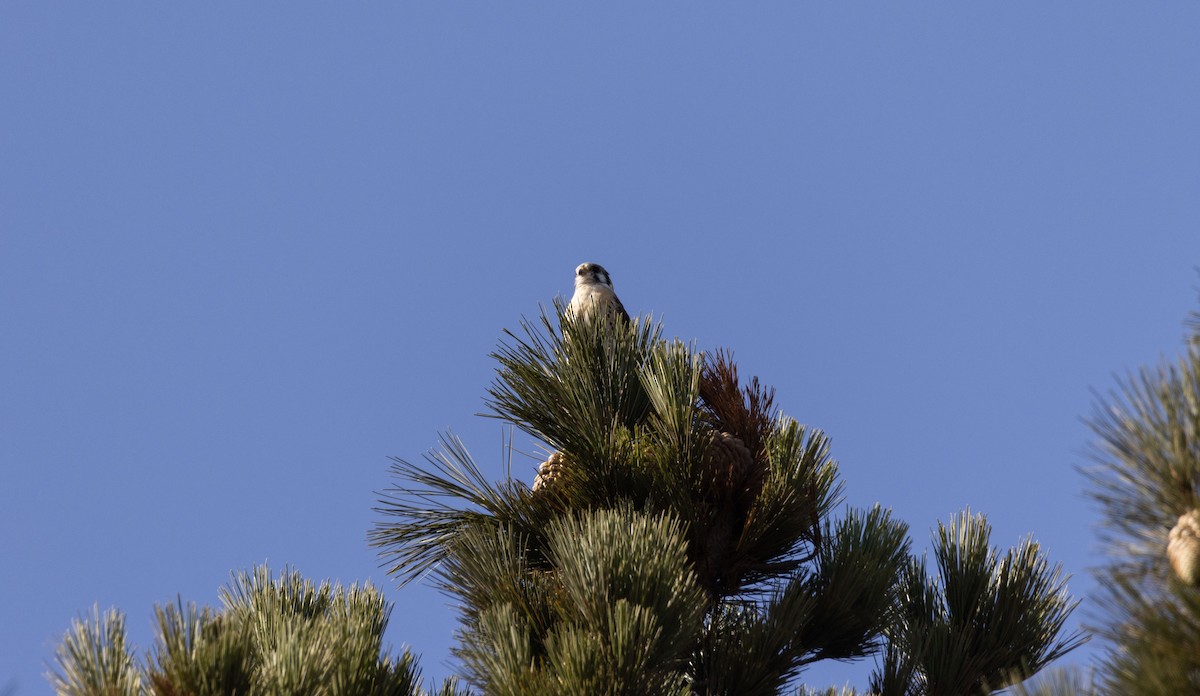 American Kestrel - ML557870201