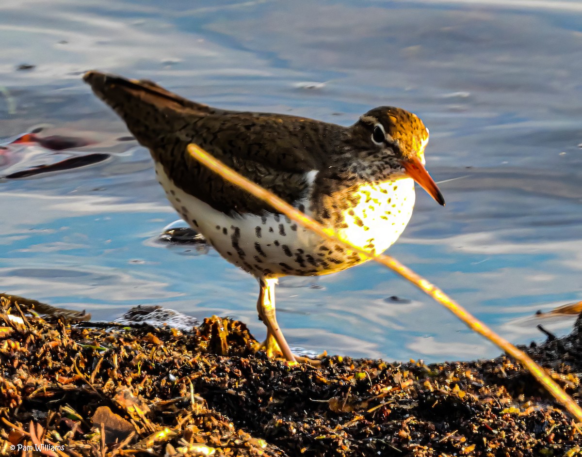 Spotted Sandpiper - ML557870621