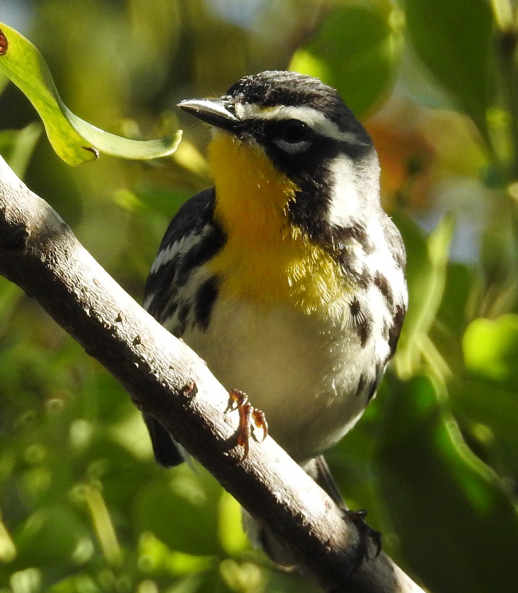 Yellow-throated Warbler - ML55787101