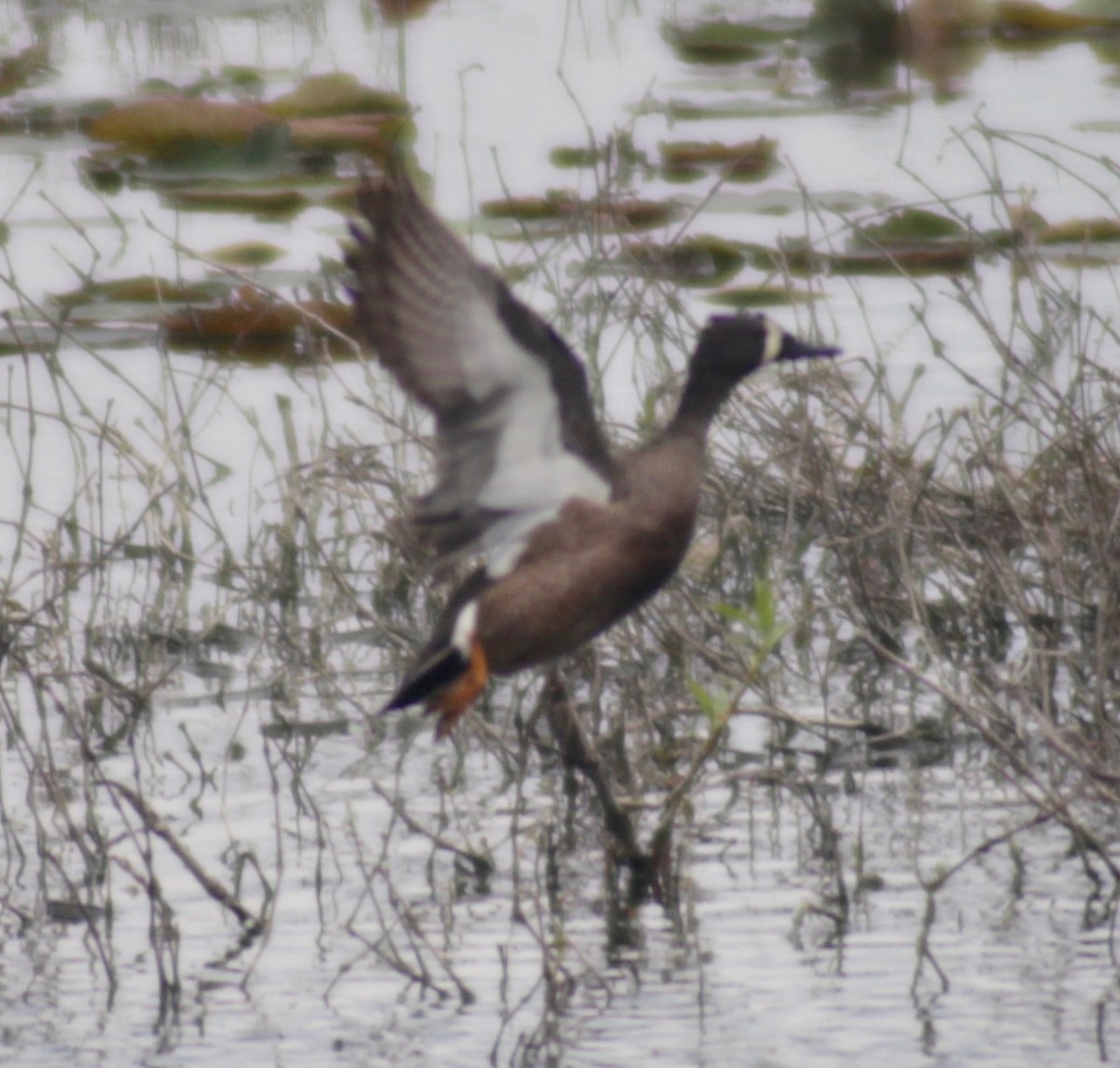 Blue-winged Teal - ML557871591