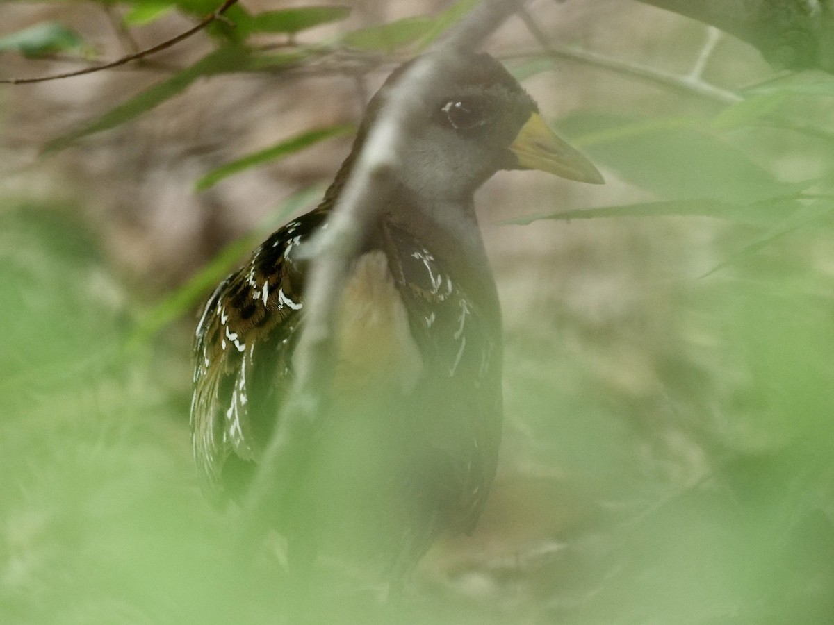 カオグロクイナ - ML557872221