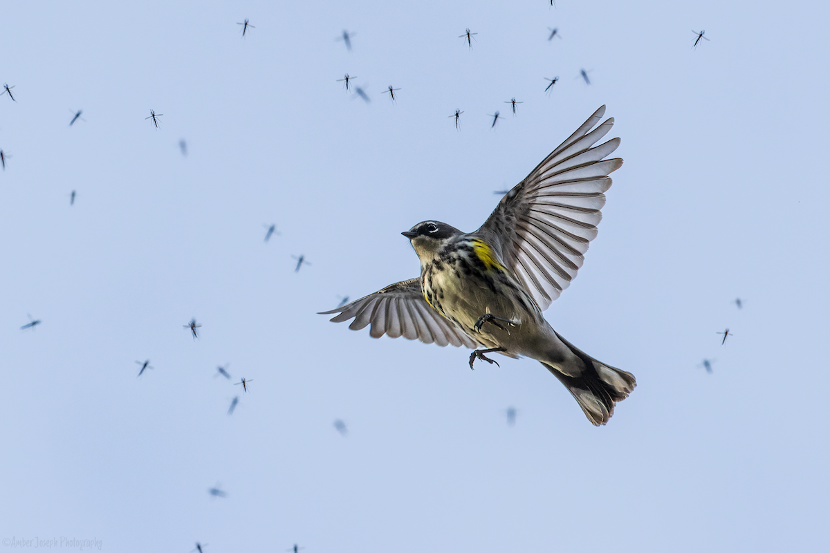 Yellow-rumped Warbler - ML557872561