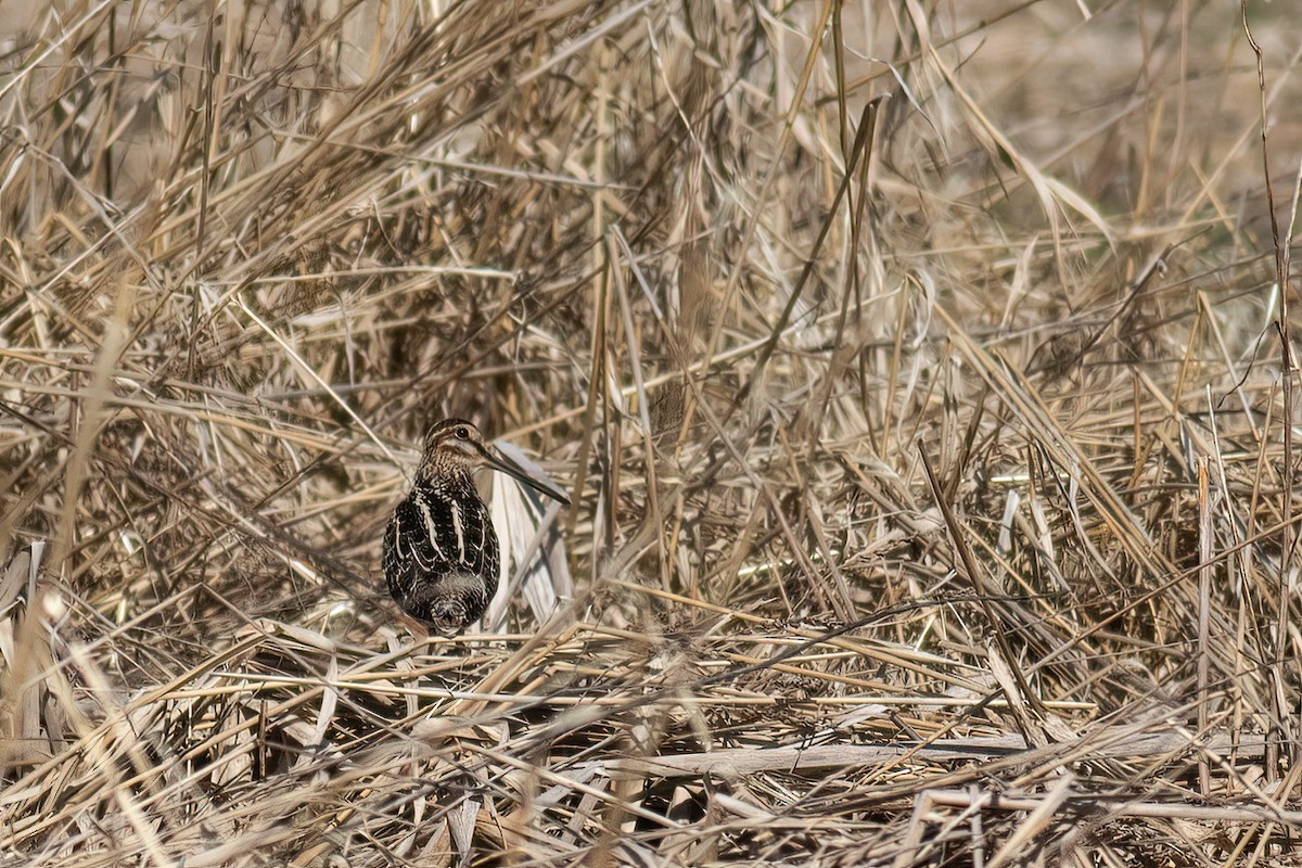 Wilson's Snipe - ML557872721