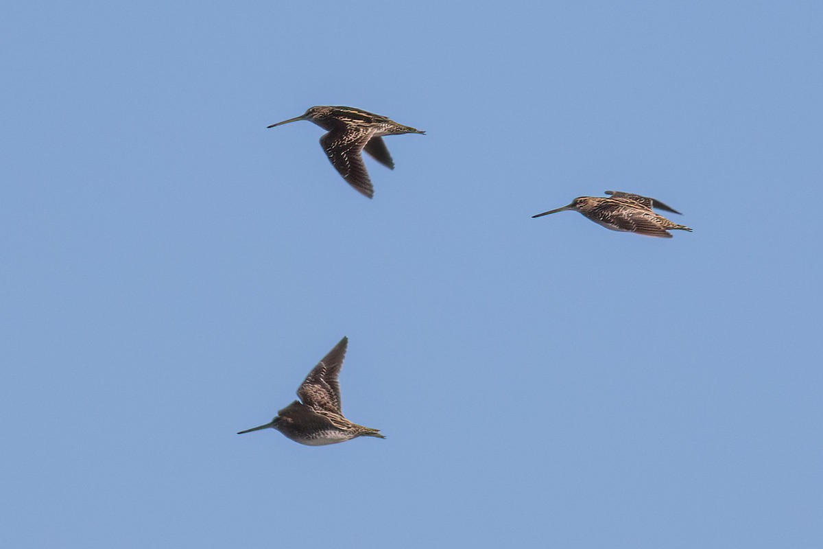 Wilson's Snipe - ML557873051