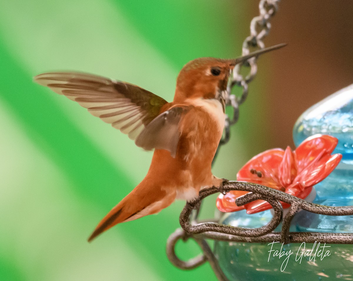 Rufous Hummingbird - ML557873671