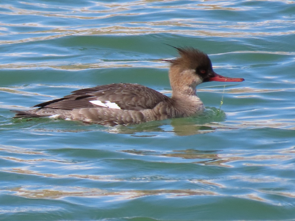 Red-breasted Merganser - douglas diekman