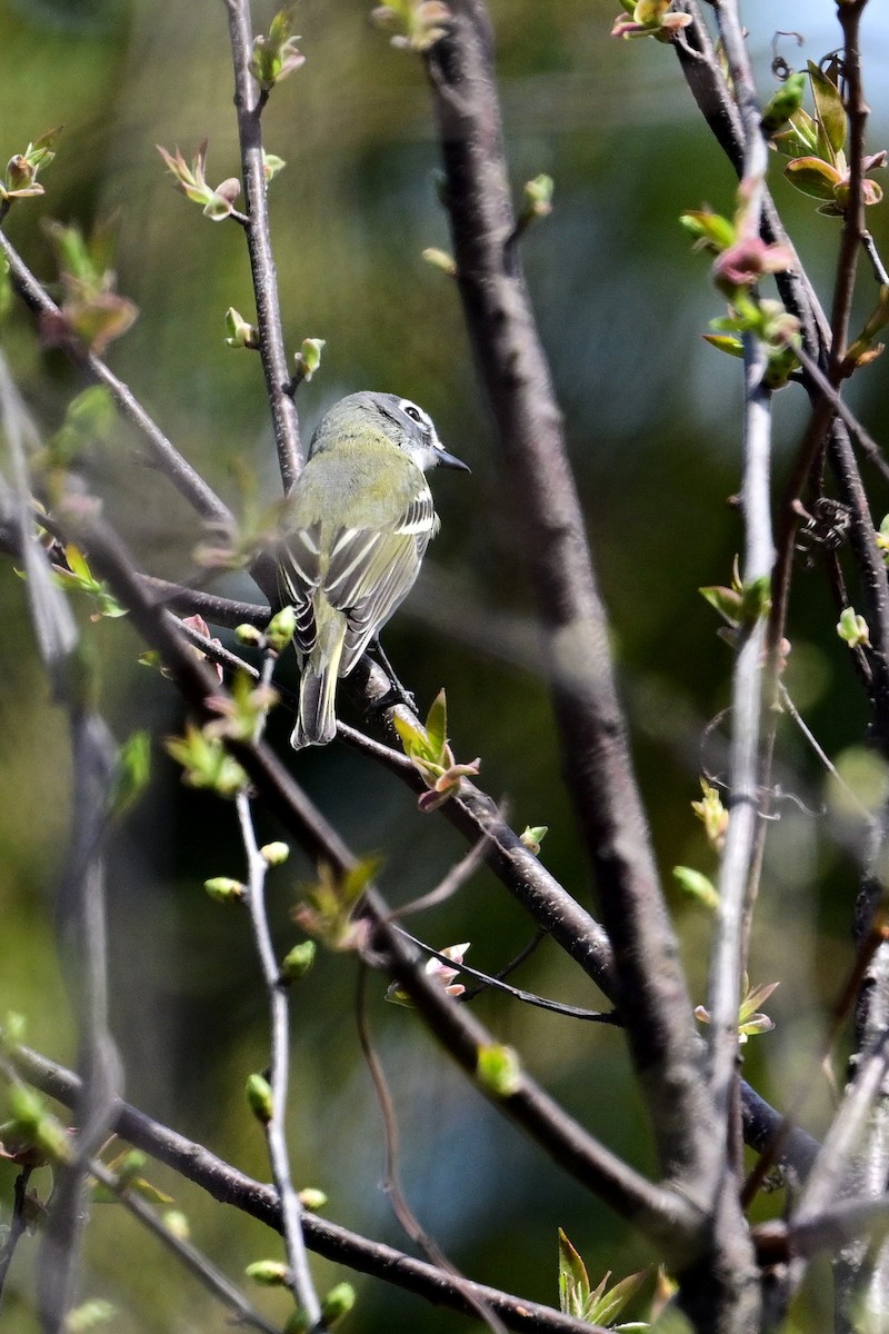 Blue-headed Vireo - Eileen Gibney