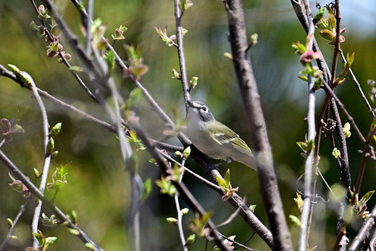 Blue-headed Vireo - Eileen Gibney