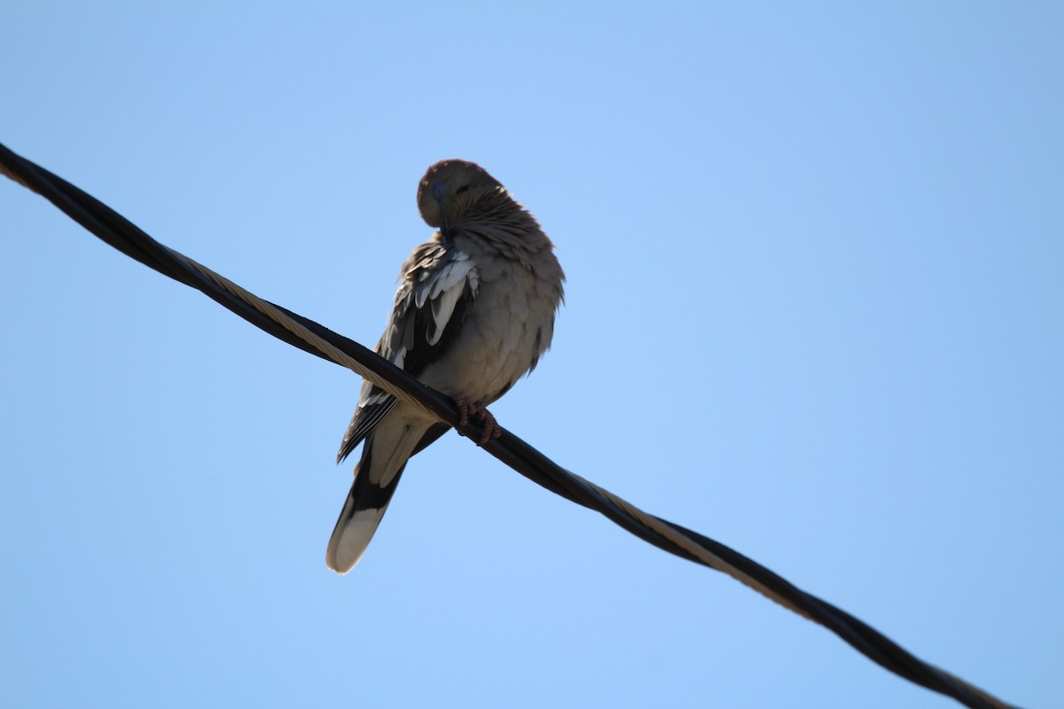 White-winged Dove - Peter Kertz