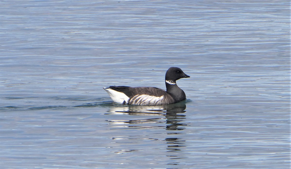 Brant - ML557874411