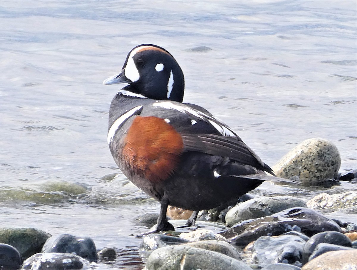 Harlequin Duck - ML557874871