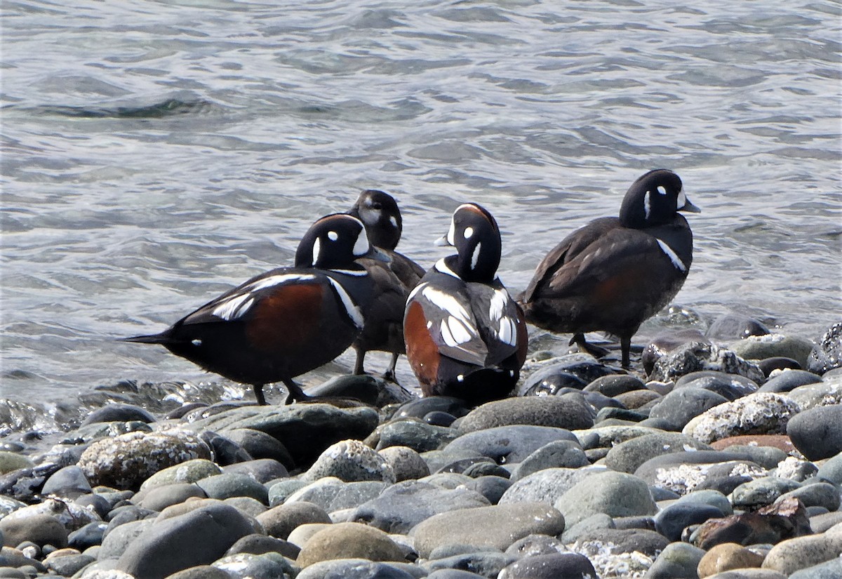 Harlequin Duck - ML557874981