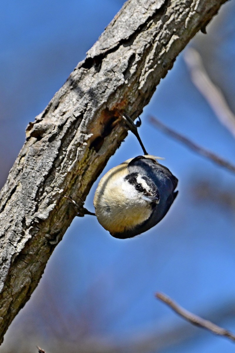 Red-breasted Nuthatch - Eileen Gibney