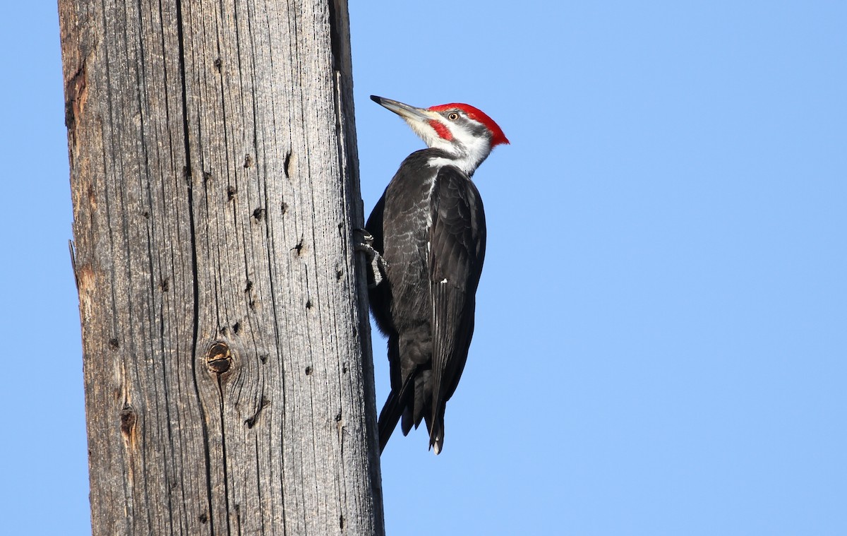 Pileated Woodpecker - ML557875621