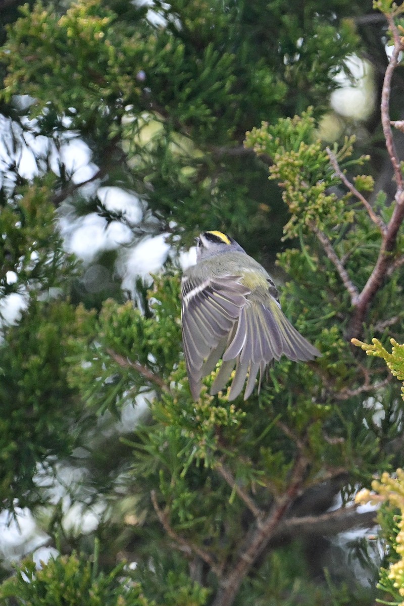 Golden-crowned Kinglet - ML557875781