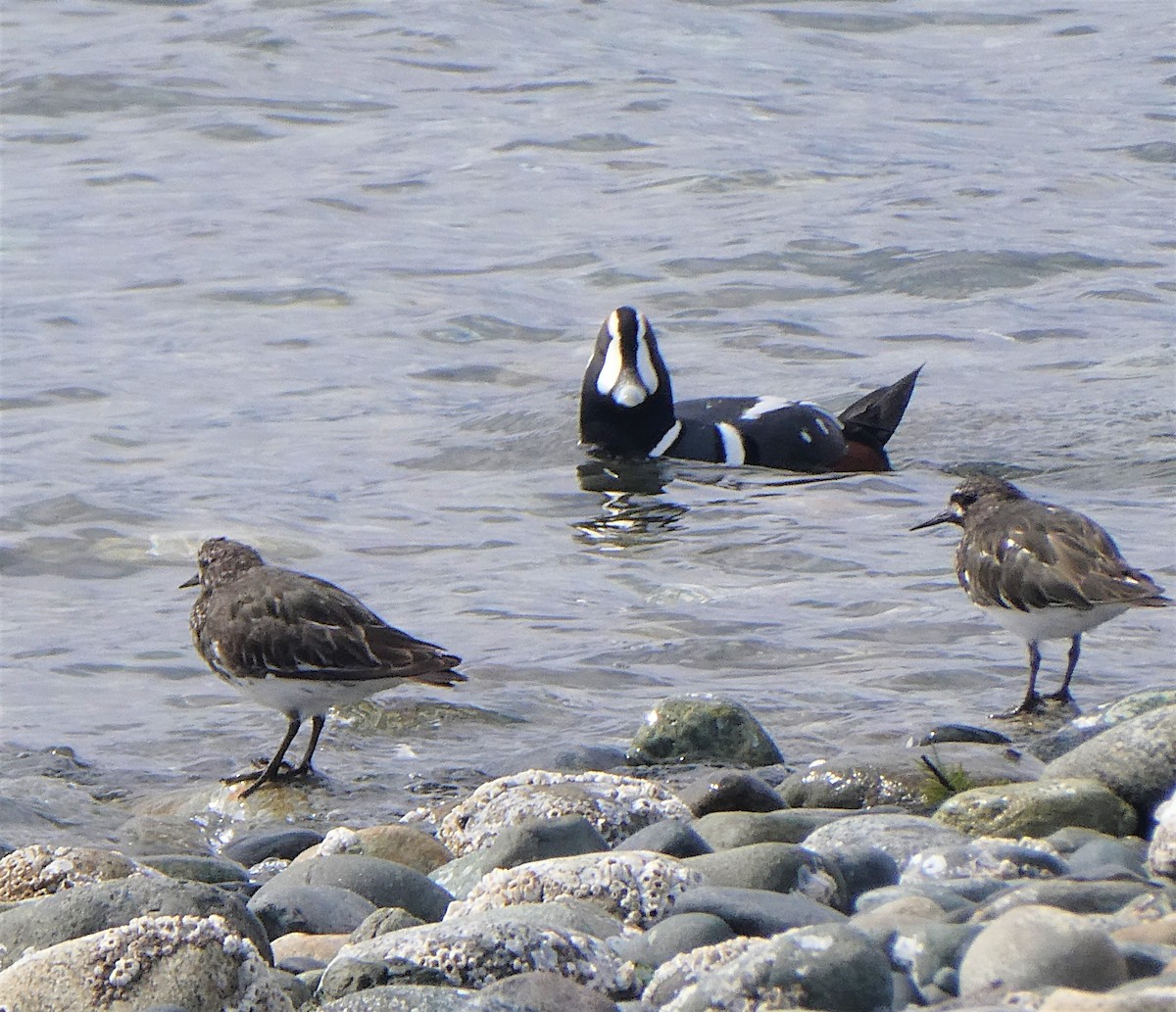 Black Turnstone - ML557875791