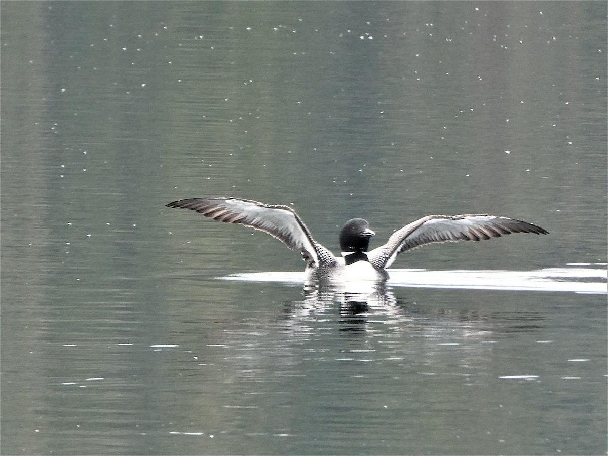 Common Loon - ML557875921