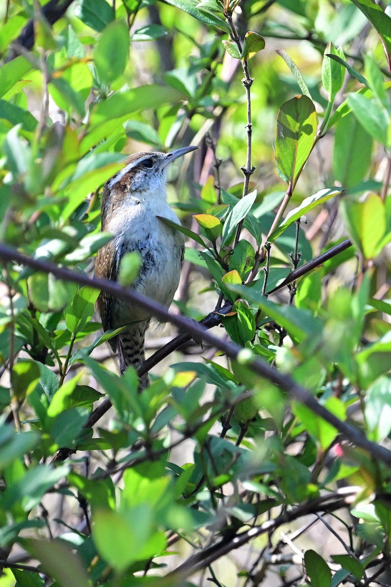 Carolina Wren - Eileen Gibney