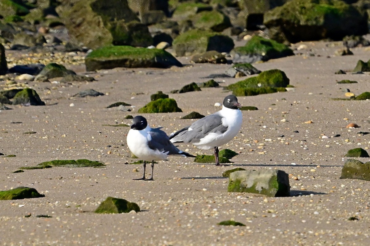 Gaviota Guanaguanare - ML557877181