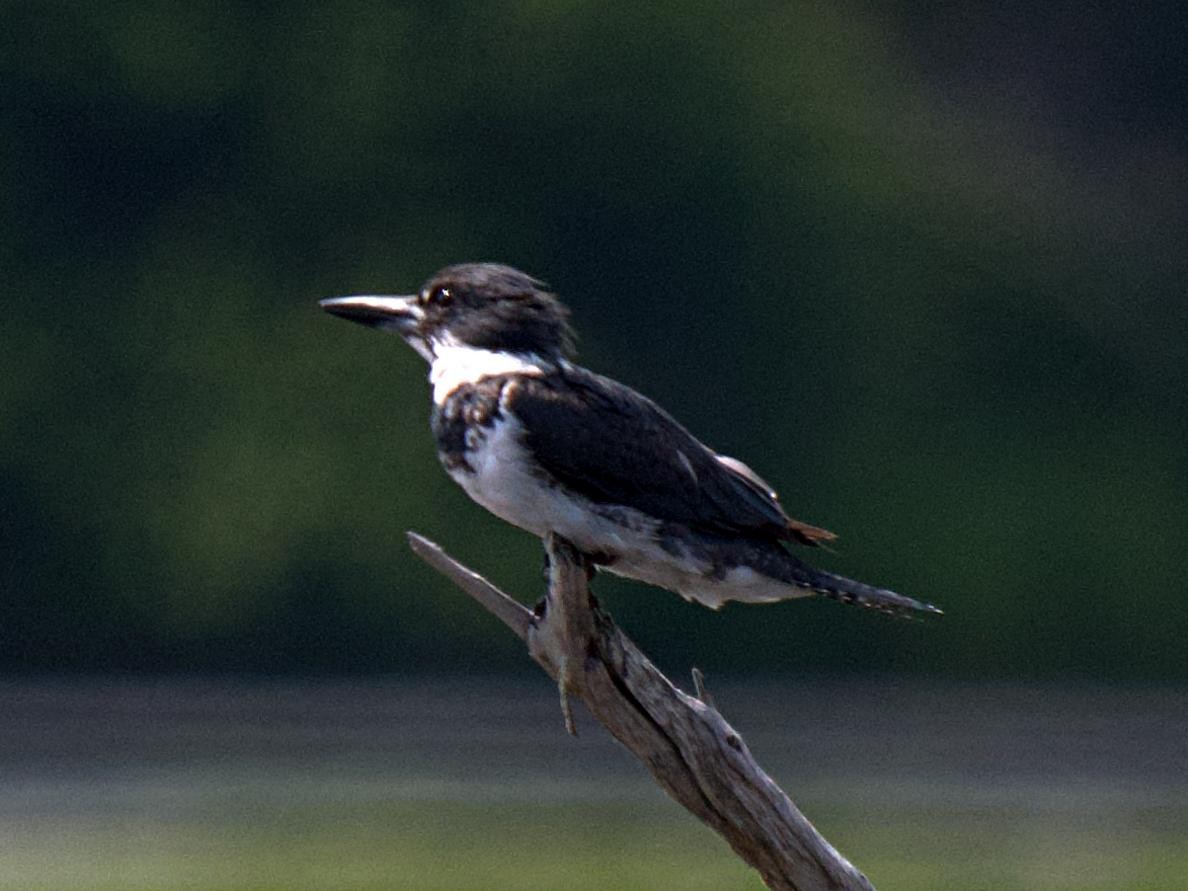 Belted Kingfisher - ML557877431