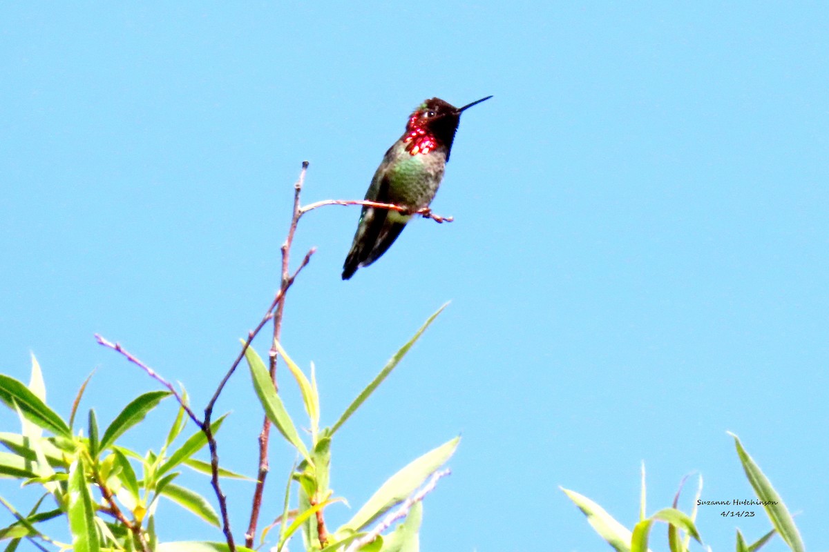 Anna's Hummingbird - ML557878771