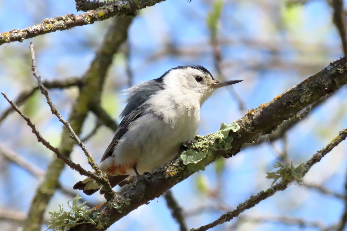 White-breasted Nuthatch - ML557879091