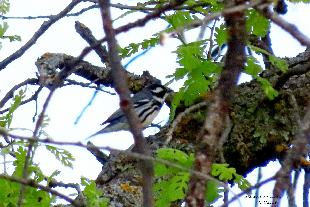 Black-throated Gray Warbler - ML557879491