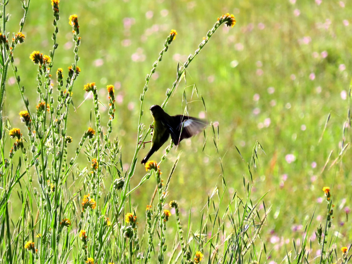 Lesser Goldfinch - ML557880751