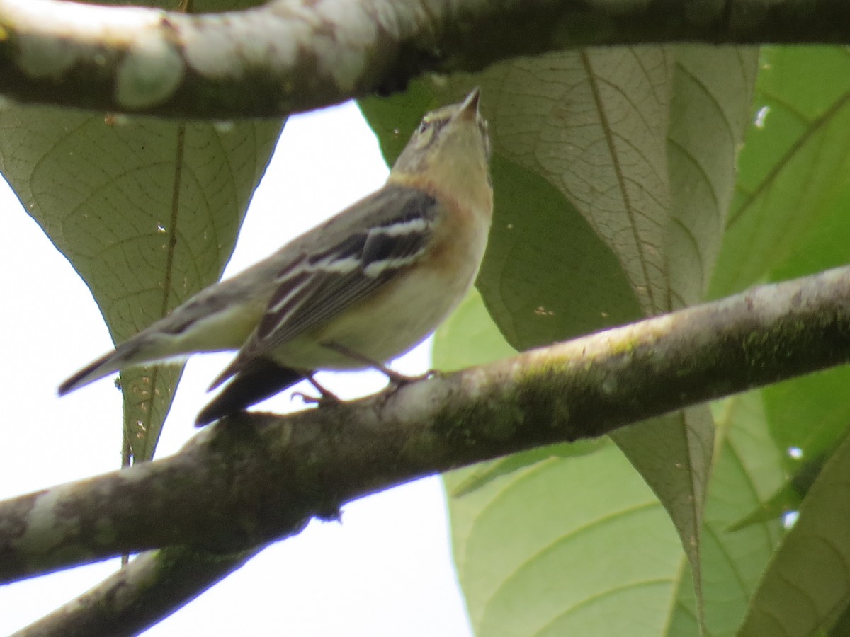 Bay-breasted Warbler - ML557881541