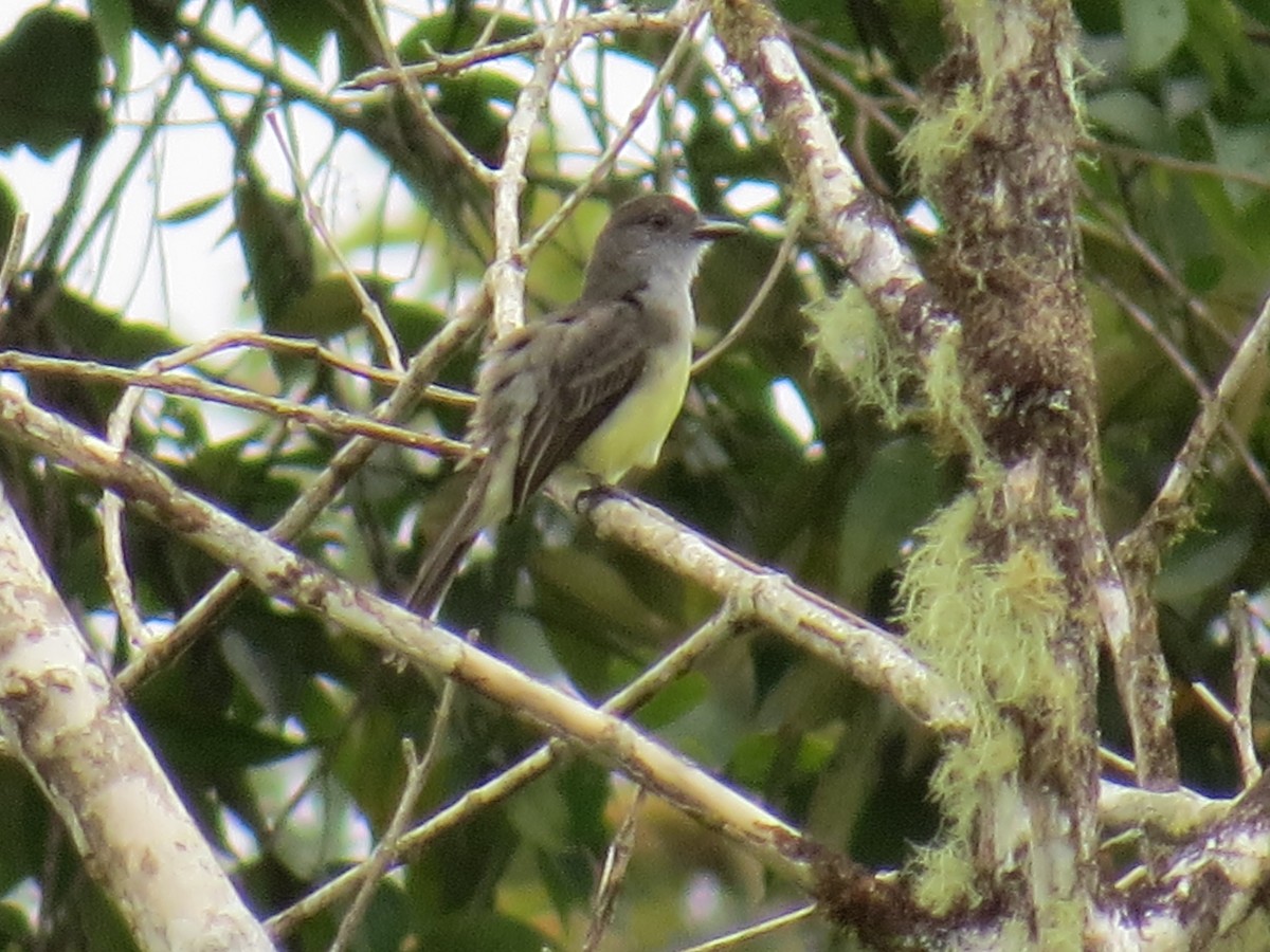 Short-crested Flycatcher - Russell Roe