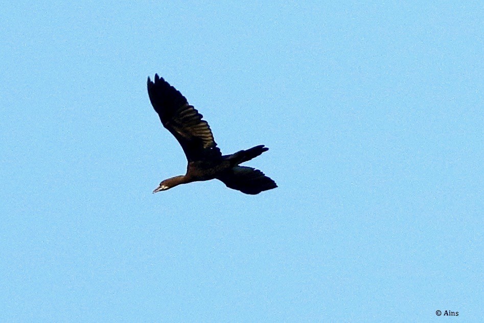 Great Cormorant - ML557883181