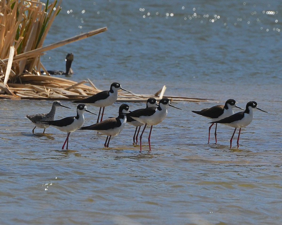 Greater Yellowlegs - ML557883511