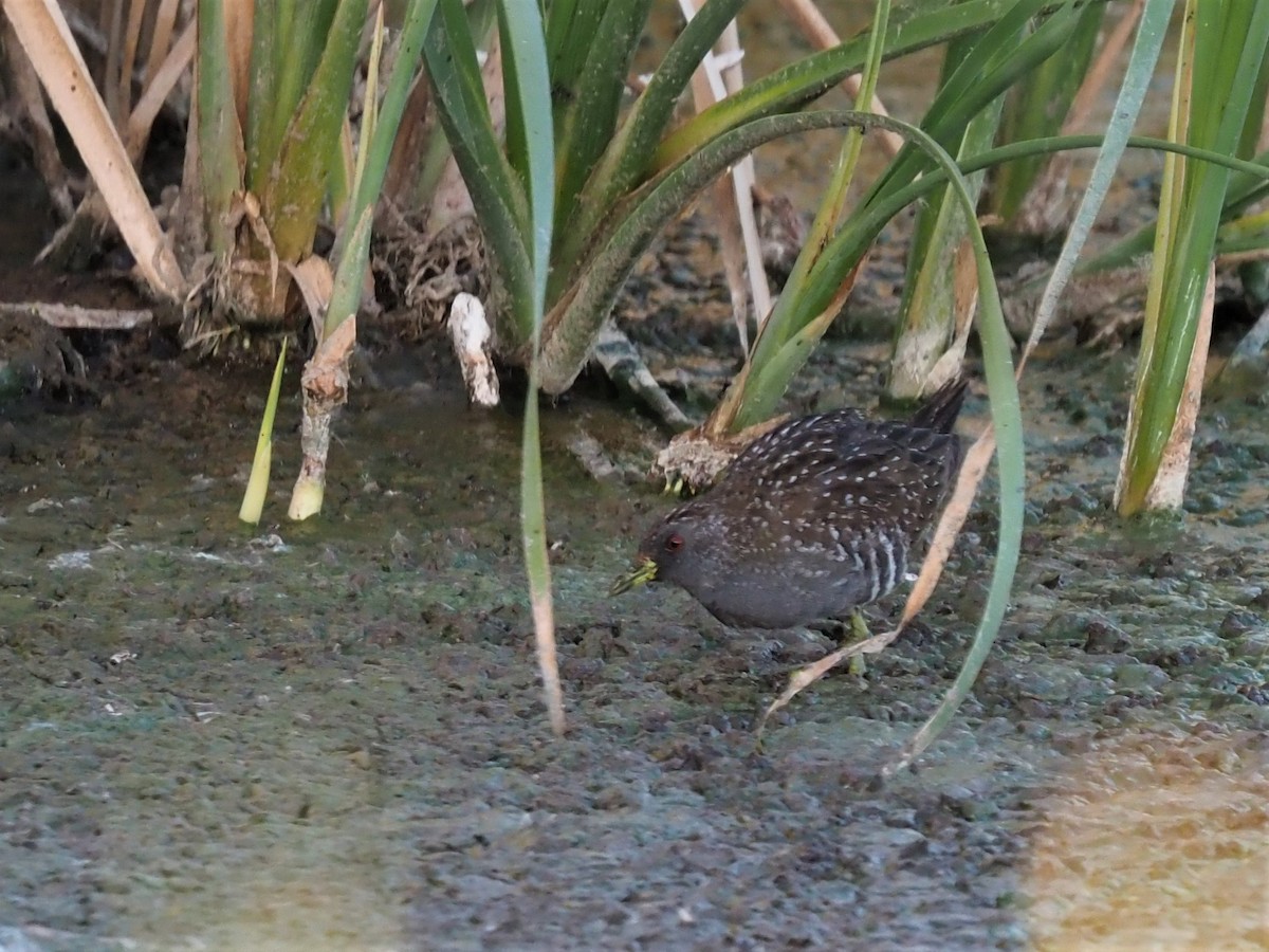 Australian Crake - Magen Pettit