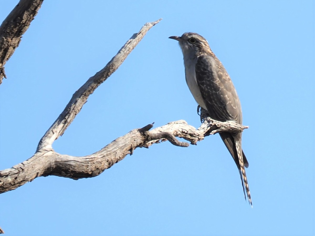 Pallid Cuckoo - ML557884041