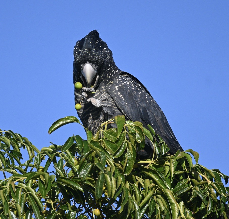 Red-tailed Black-Cockatoo - ML557884641