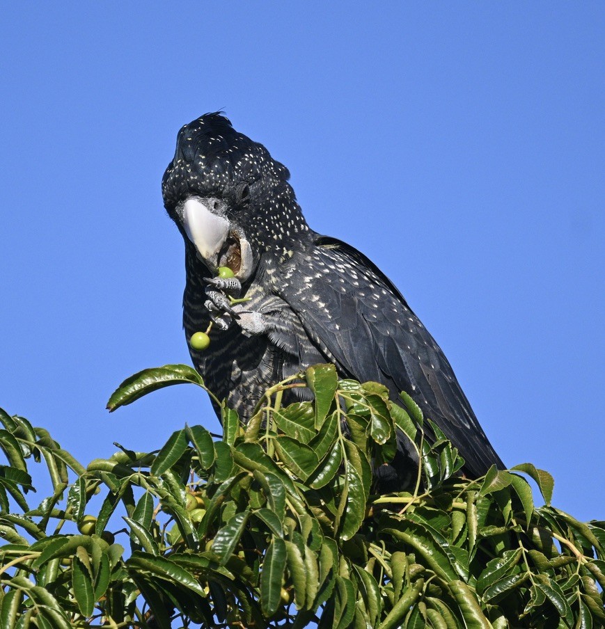 Red-tailed Black-Cockatoo - ML557884671