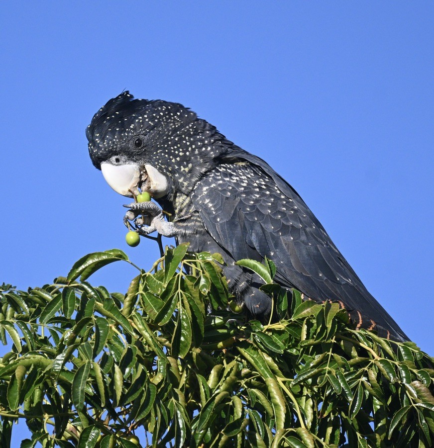 Red-tailed Black-Cockatoo - ML557884681