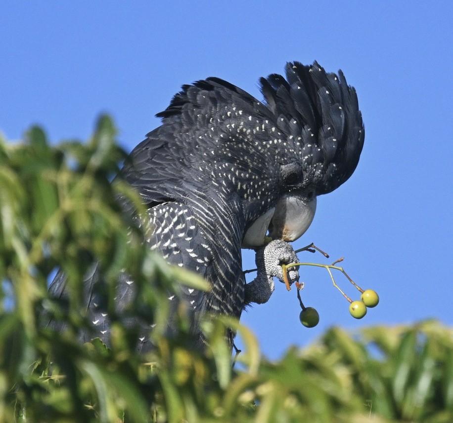 Red-tailed Black-Cockatoo - ML557884701