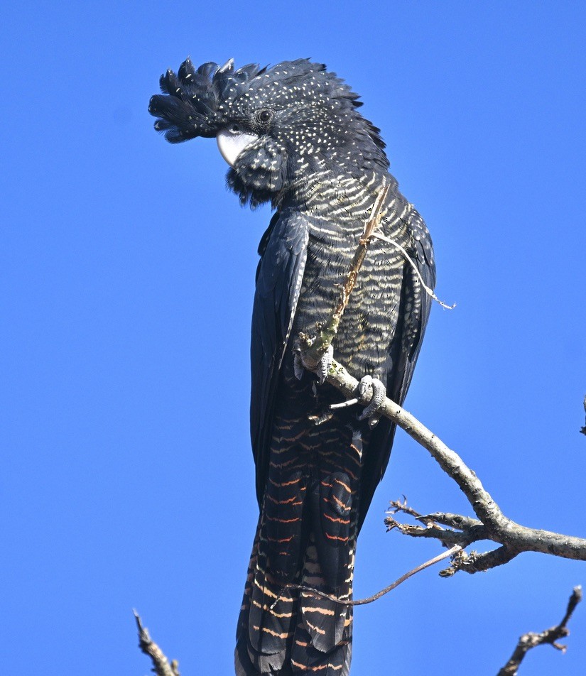 Red-tailed Black-Cockatoo - ML557884731