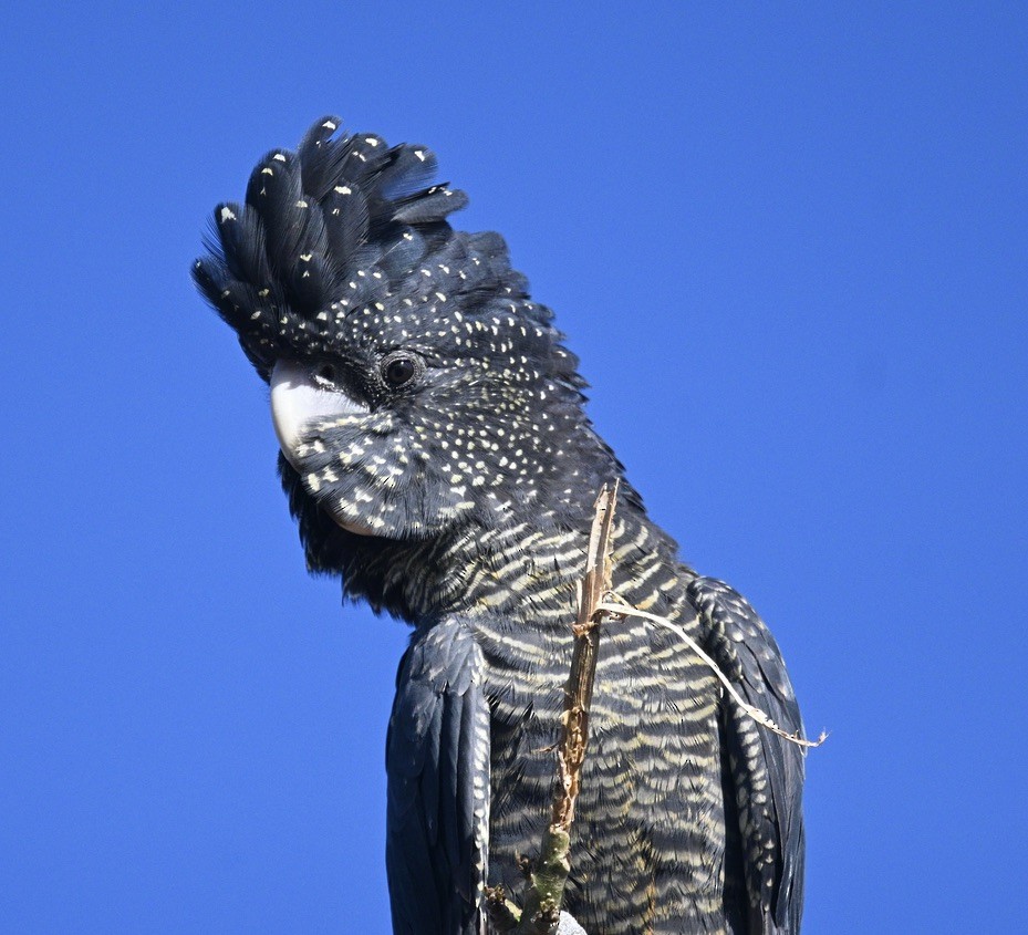 Red-tailed Black-Cockatoo - ML557884771