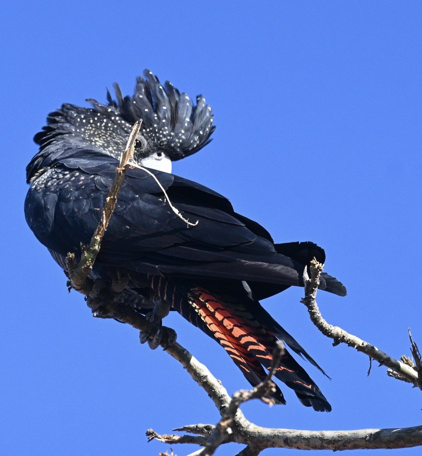 Red-tailed Black-Cockatoo - ML557884871